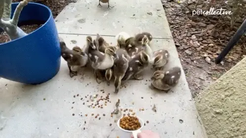 feeding the pet collective